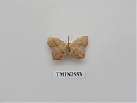 藏品(尺蛾46)的圖片